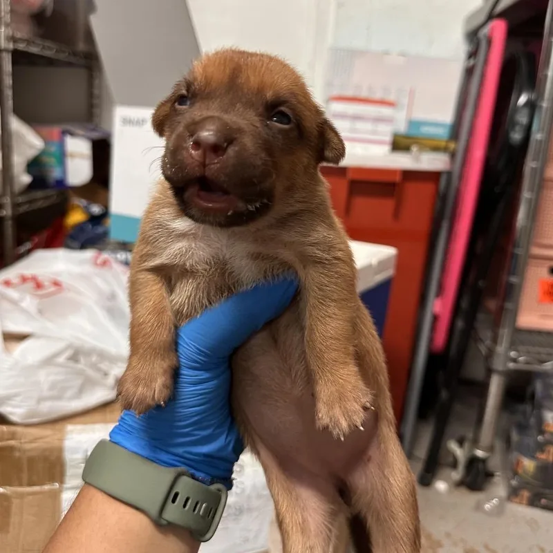 A baby medium-sized female Brown / Chocolate Shepherd dog named Janelle for adoption in Edinburg, TX