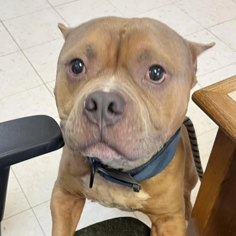 A young medium-sized male Brown / Chocolate American Bulldog dog named Mike Jones for adoption in Jacksonville, AR