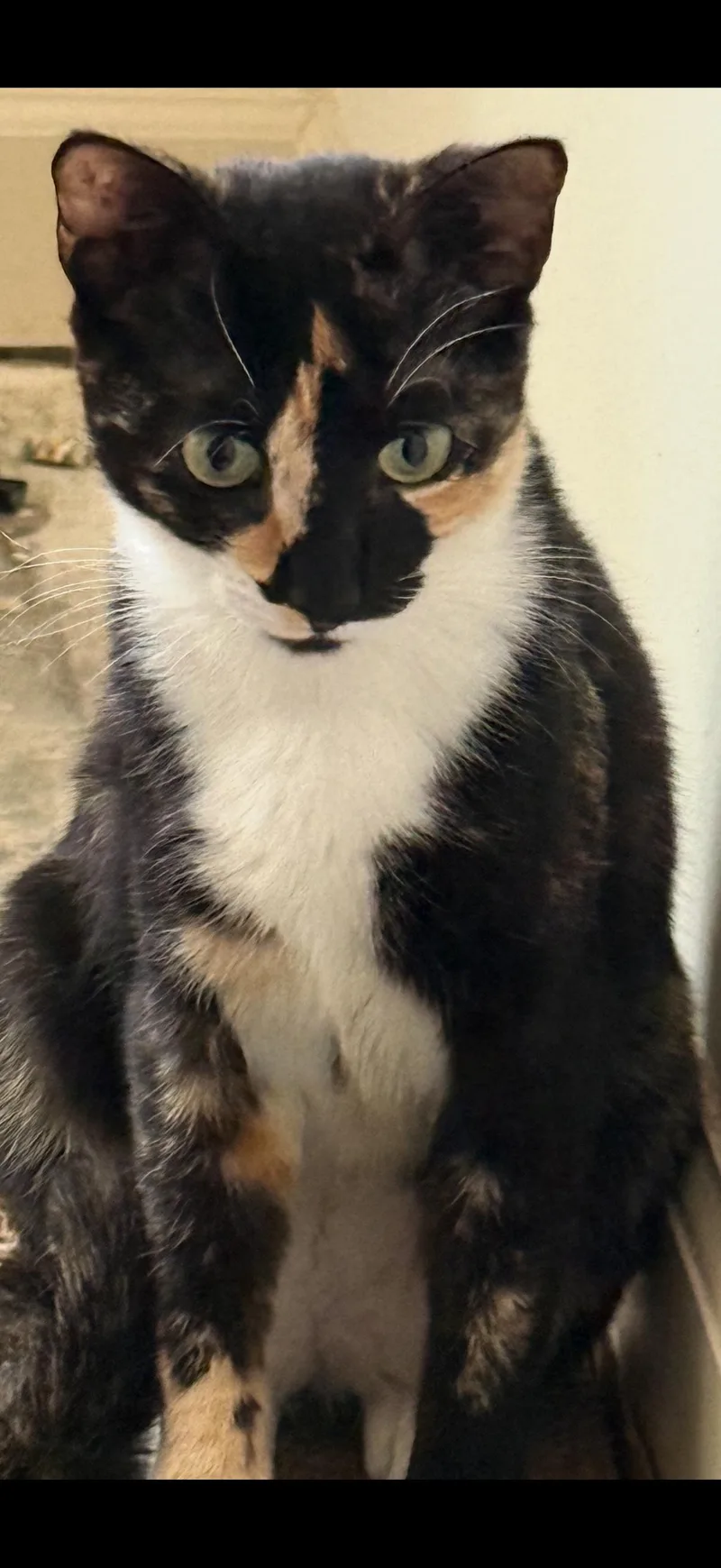 An adult medium-sized female Calico cat named Millie for adoption in Cedars, PA