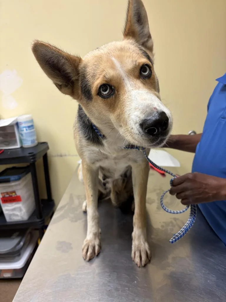 A young medium-sized female Mixed Breed dog named Scallop for adoption in Florence, SC