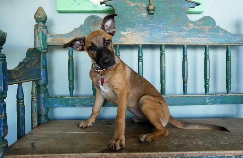 A young medium-sized female Shepherd dog named Lexi for adoption in San Antonio, TX