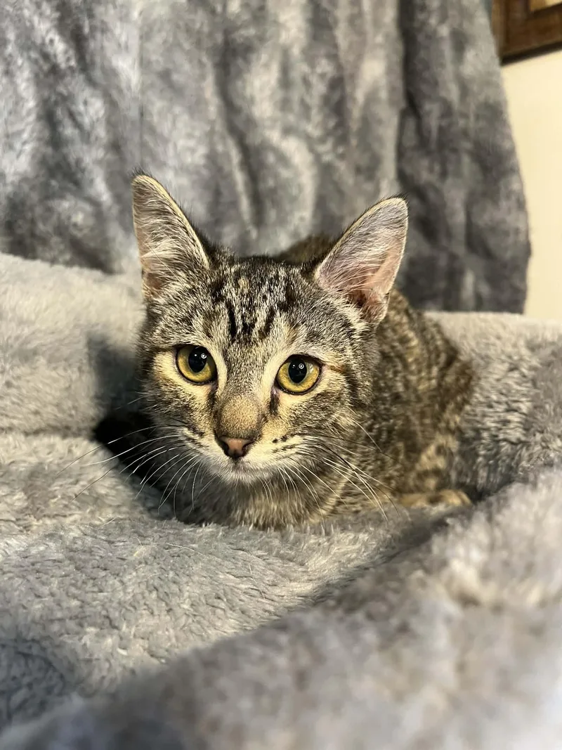 Honeybee thumbnail 2