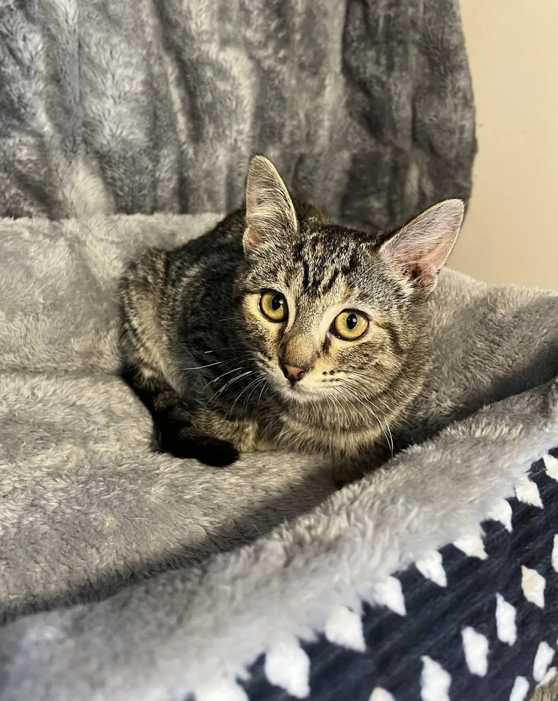 Honeybee thumbnail 3