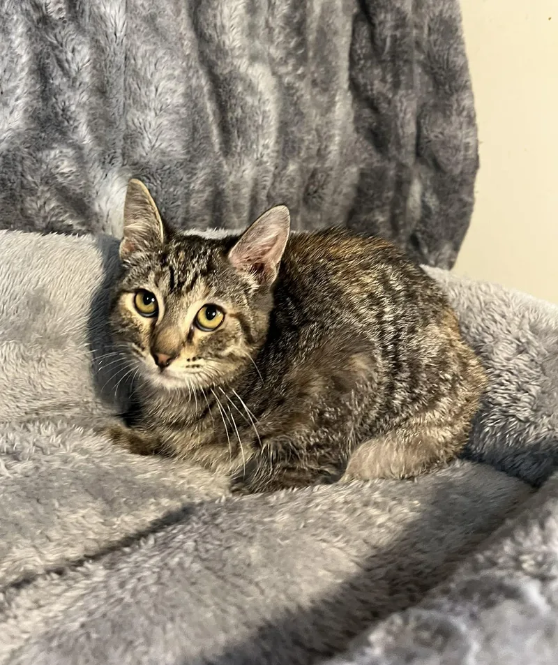 Honeybee thumbnail 4