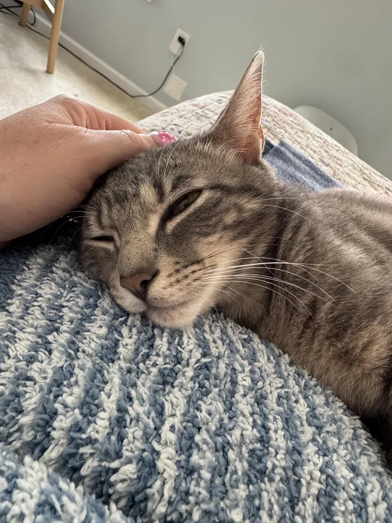 A young medium-sized male Domestic Short Hair cat named Elvis & Ozzie for adoption in Herndon, VA