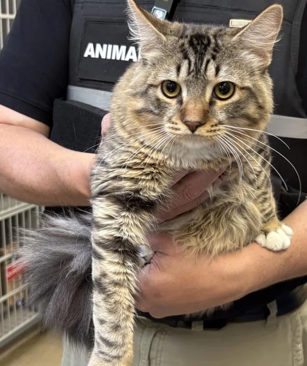An adult medium-sized male Domestic Medium Hair cat named Licorice for adoption in Salt Lake City, UT