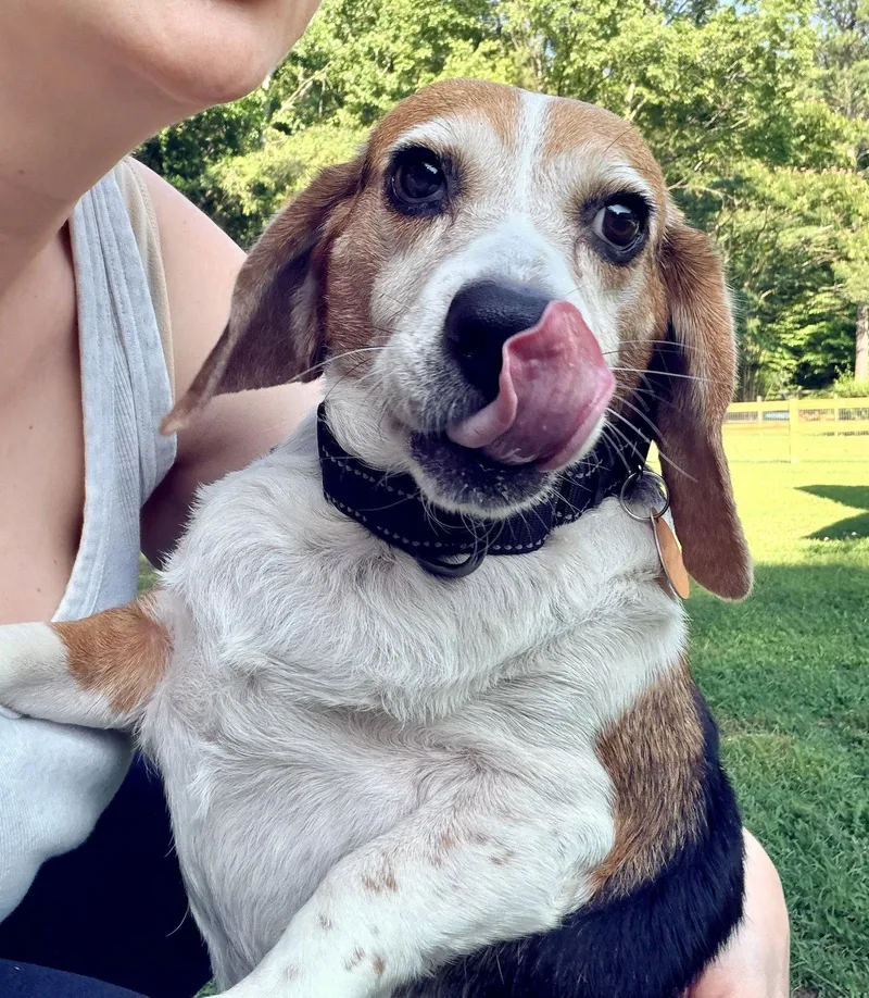 An adult medium-sized female Beagle dog named Lucy for adoption in Arlington, VA
