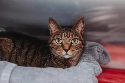 An adult small-sized female Domestic Short Hair cat named a Sweet Tea for adoption in North Charleston, SC