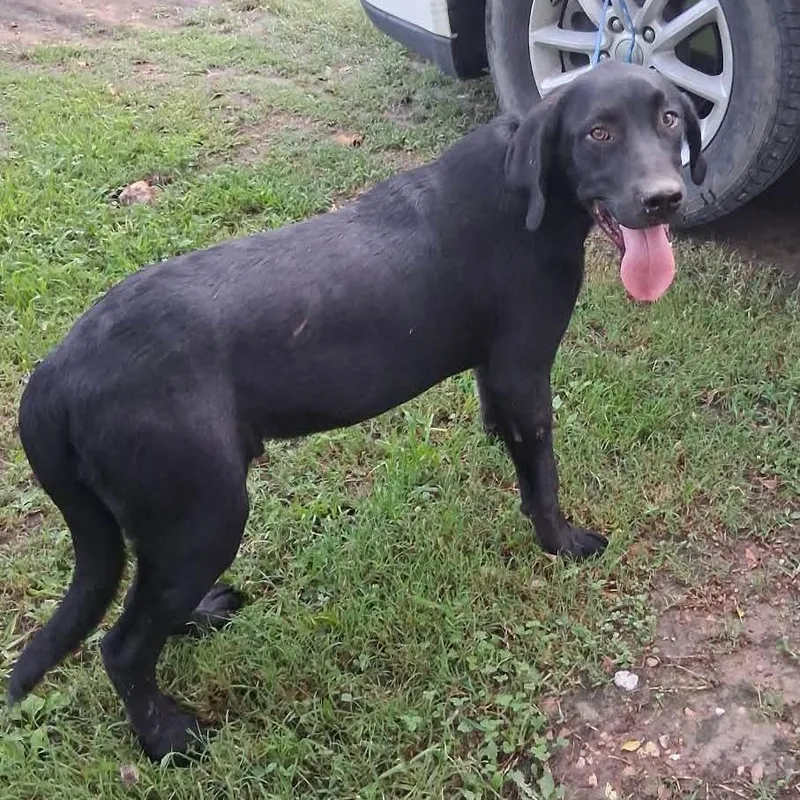 A young small-sized male Black Mixed Breed dog named Webster for adoption in Rogersville, MO
