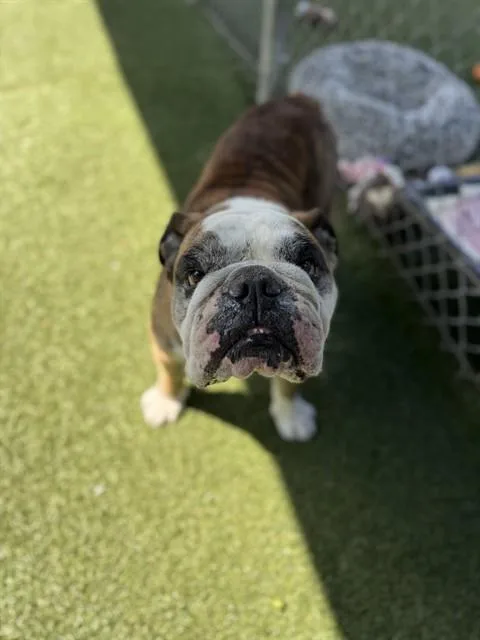 An adult large-sized male English Bulldog dog named Sir Rufford for adoption in Chula Vista, CA