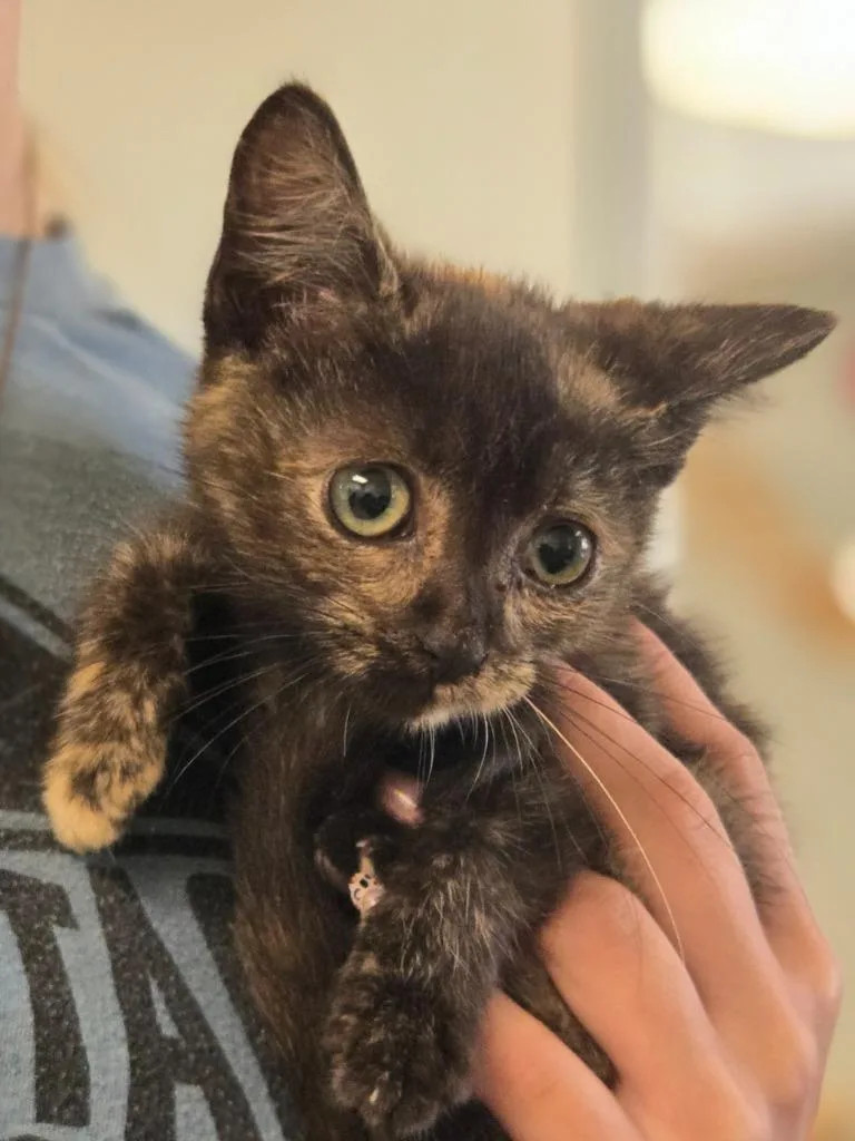 A baby large-sized female Tortoiseshell cat named Paloma for adoption in Viroqua, WI