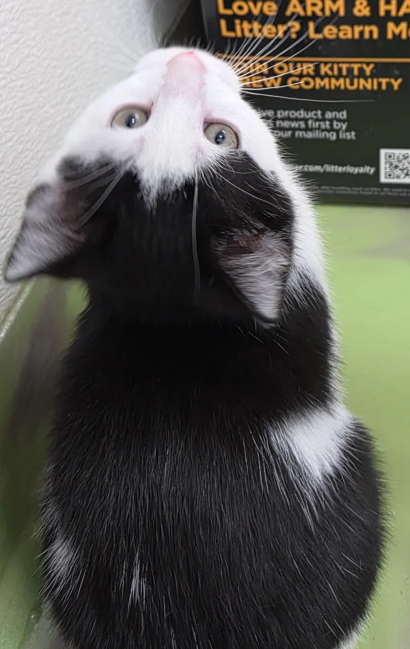A baby medium-sized male Black & White / Tuxedo Domestic Short Hair cat named Clyde for adoption in Anna, IL