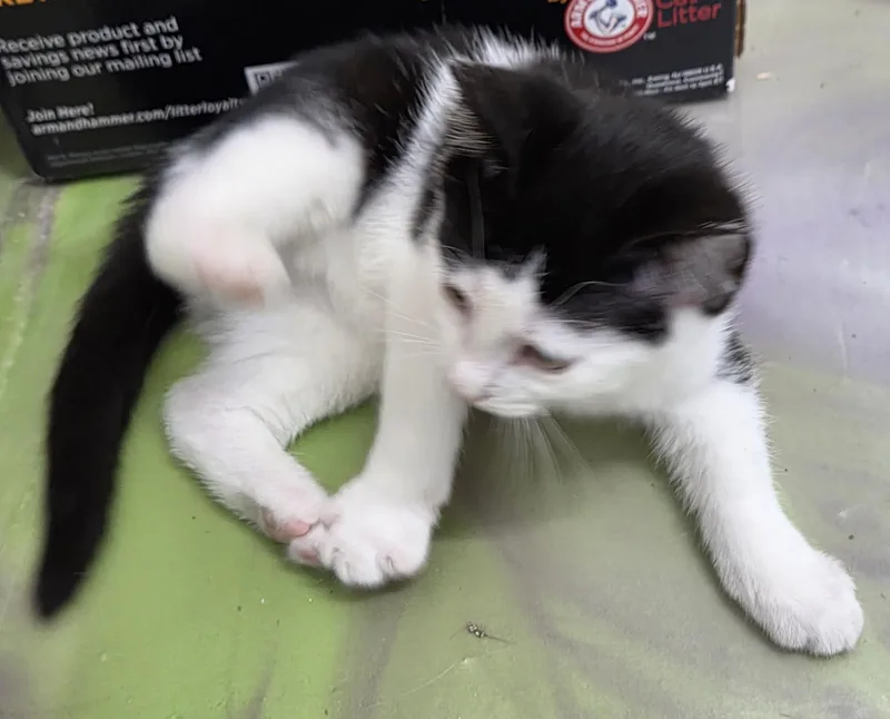 Clyde thumbnail 3