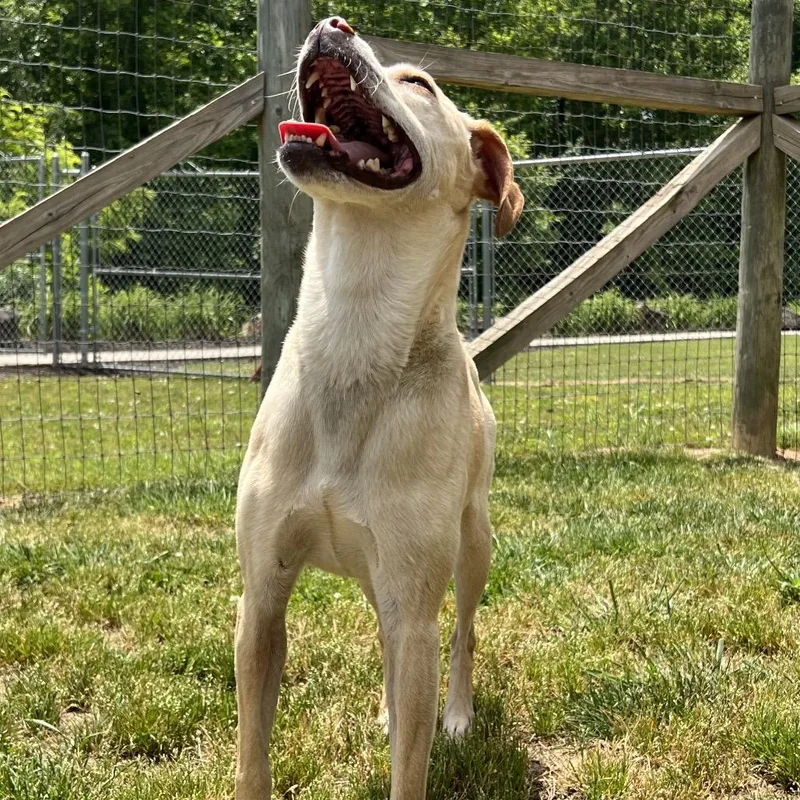 An adult medium-sized male Yellow / Tan / Blond / Fawn Terrier dog named Teddy for adoption in Blairsville, GA