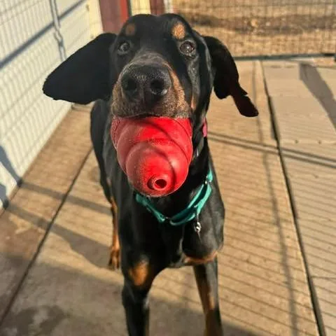 An adult large-sized male Doberman Pinscher dog named Duncan for adoption in Denver, CO