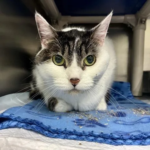 A senior large-sized female Domestic Short Hair cat named Quinn for adoption in Pensacola, FL