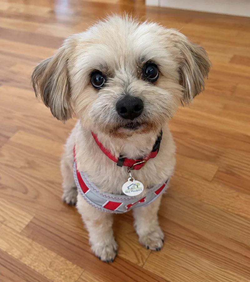 A senior small-sized male Havanese dog named Brody for adoption in San Jose, CA