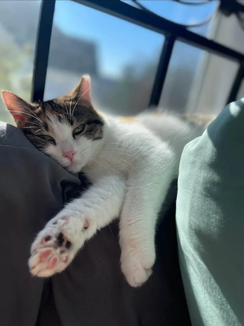 An adult large-sized female Domestic Short Hair cat named Stella for adoption in Enfield, CT