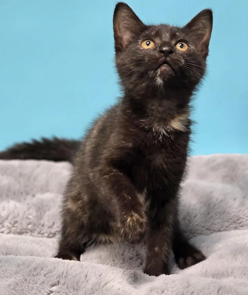 A baby medium-sized female Domestic Short Hair cat named Snickers for adoption in Huntington, IN