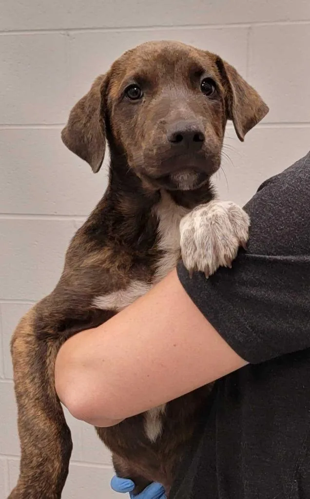 A baby medium-sized male Mixed Breed dog named Montana for adoption in Chillicothe, OH
