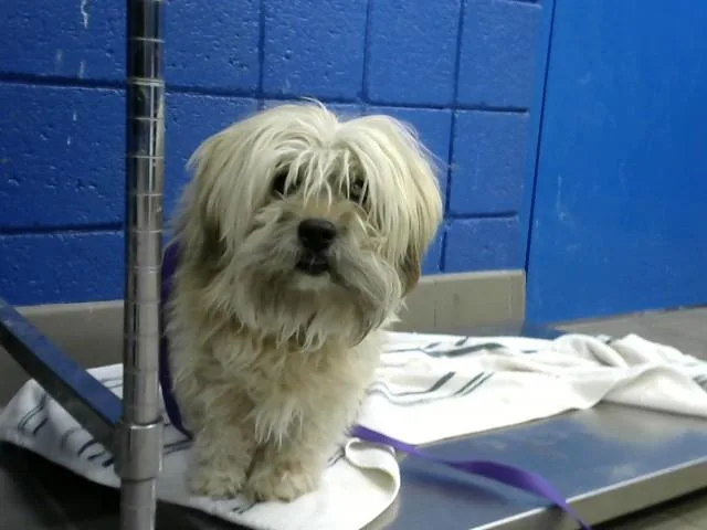 A senior medium-sized male Shih Tzu dog named Milo for adoption in Albuquerque, NM
