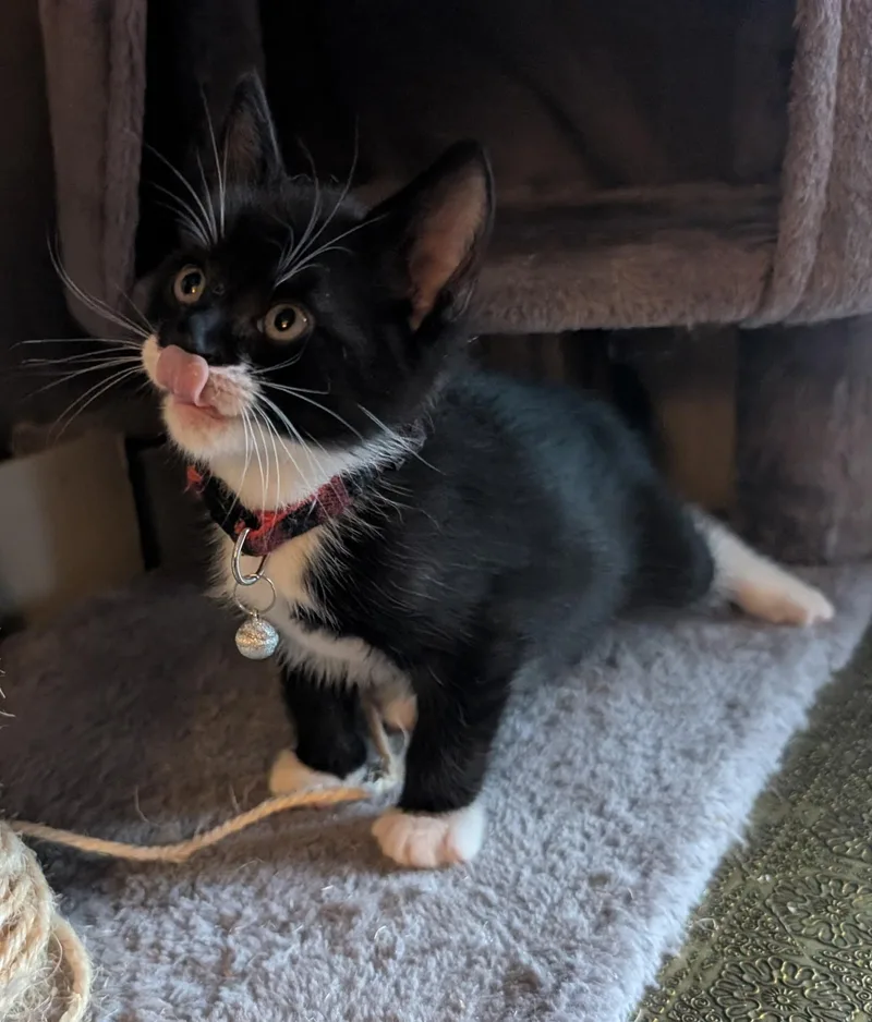A baby small-sized male Black & White / Tuxedo Domestic Short Hair cat named Mario for adoption in Bayonne, NJ