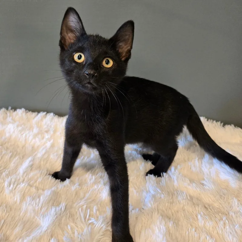 A baby small-sized male Black Domestic Short Hair cat named Bb for adoption in Centerville, TN