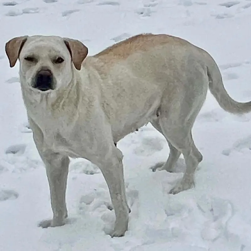 An adult medium-sized female Yellow / Tan / Blond / Fawn Rhodesian Ridgeback dog named Zulu for adoption in Hackett, AR