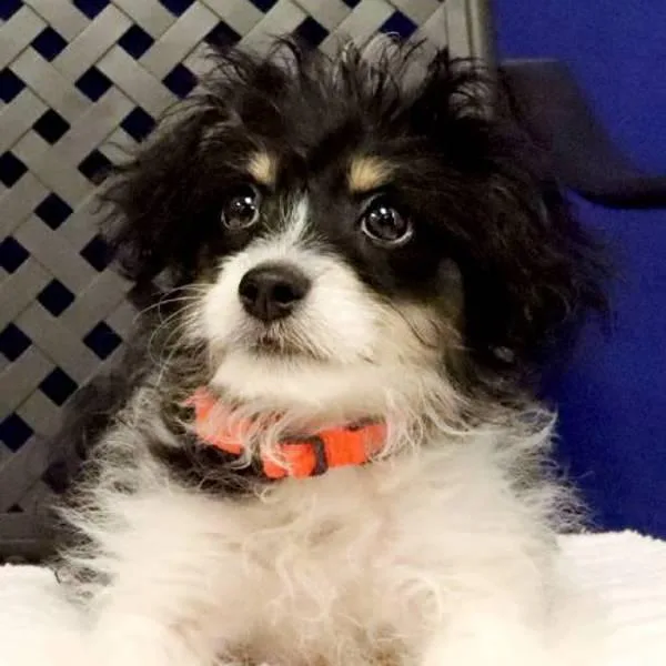 A baby medium-sized male Australian Shepherd dog named Benny for adoption in Midland, TX