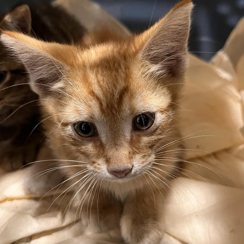 A baby small-sized male Orange / Red Domestic Short Hair cat named Lenny for adoption in Tampa, FL