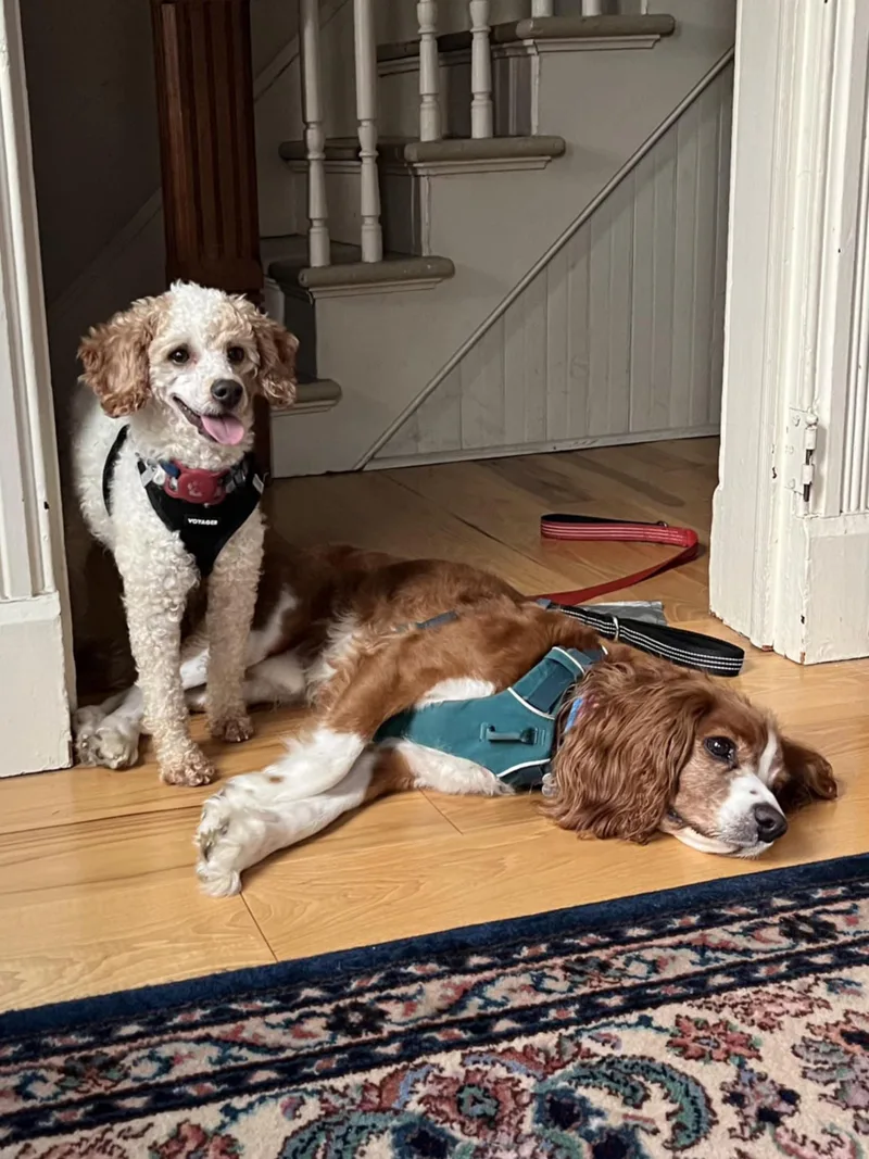 Pedro Pascal thumbnail 2