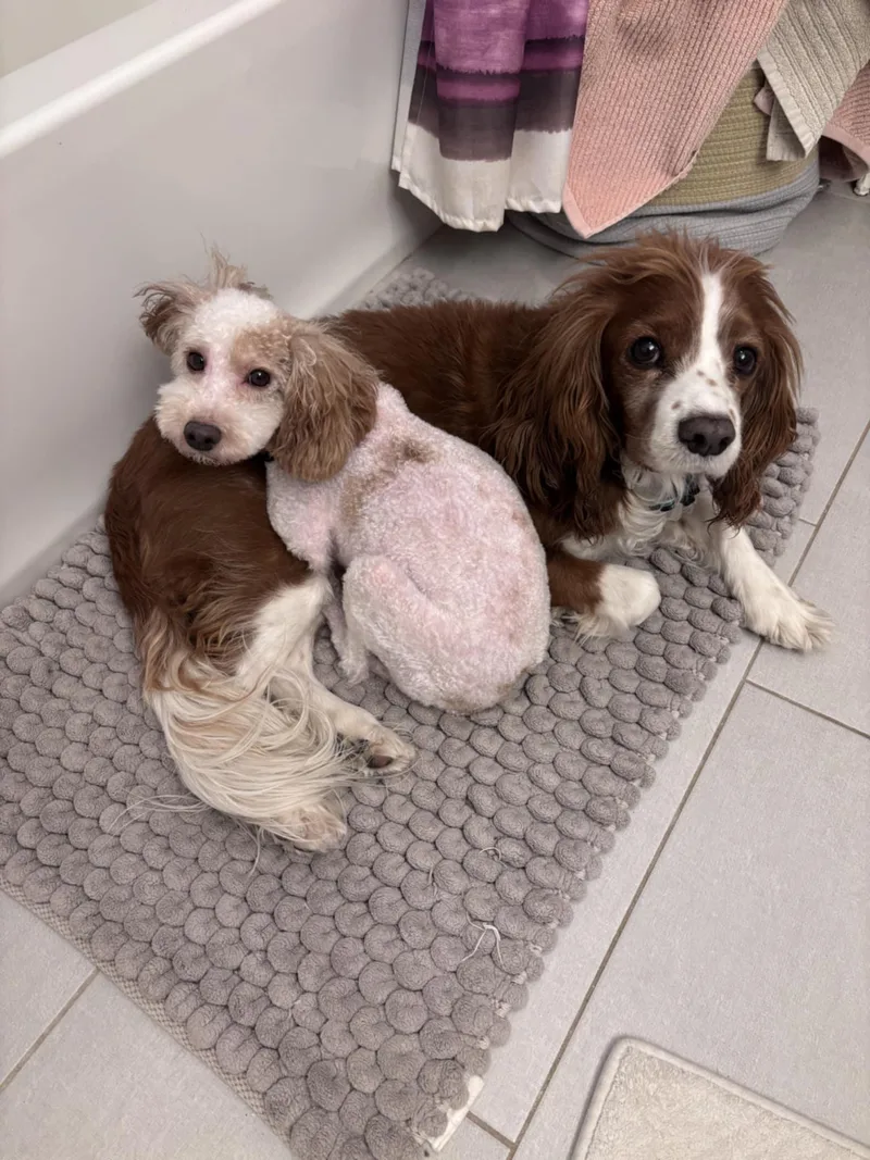 Pedro Pascal thumbnail 3