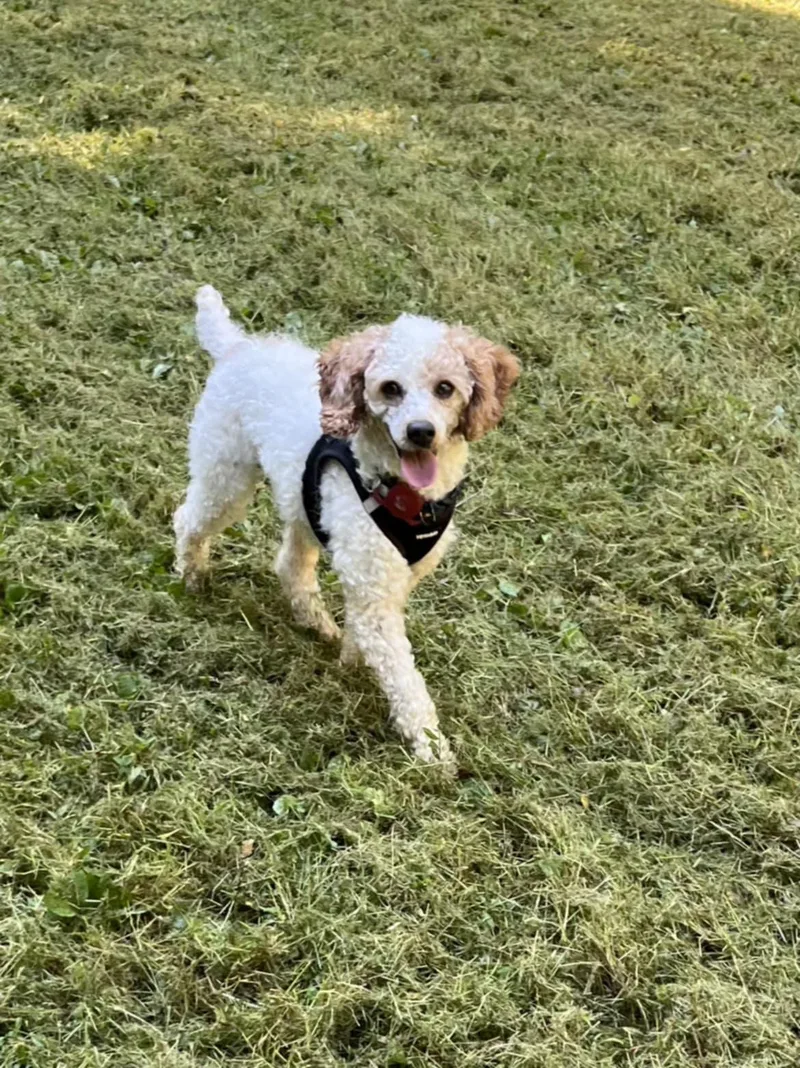 Pedro Pascal thumbnail 4