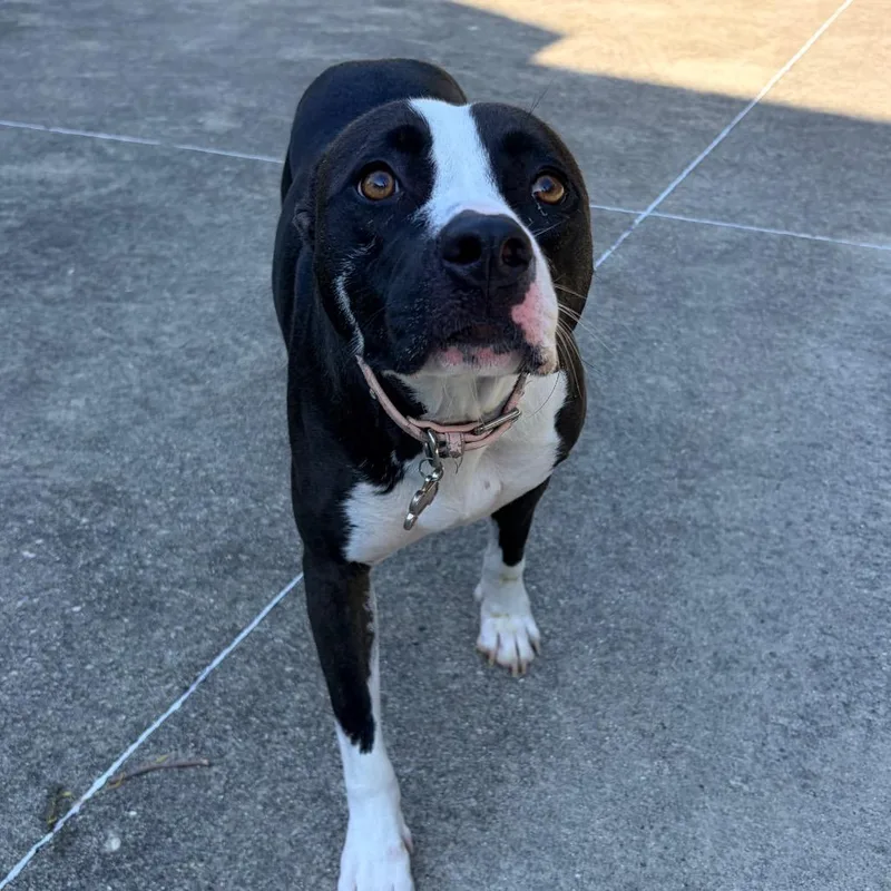 An adult medium-sized female Black Terrier dog named Bailey for adoption in Belleville, IL