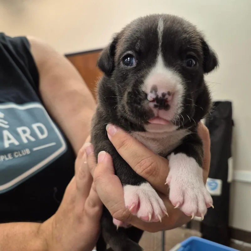 A baby medium-sized male Gray / Blue / Silver Mixed Breed dog named Crawfish for adoption in Springboro, OH
