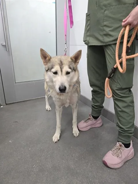 An adult medium-sized female Husky dog named Chloe for adoption in Mesa, AZ
