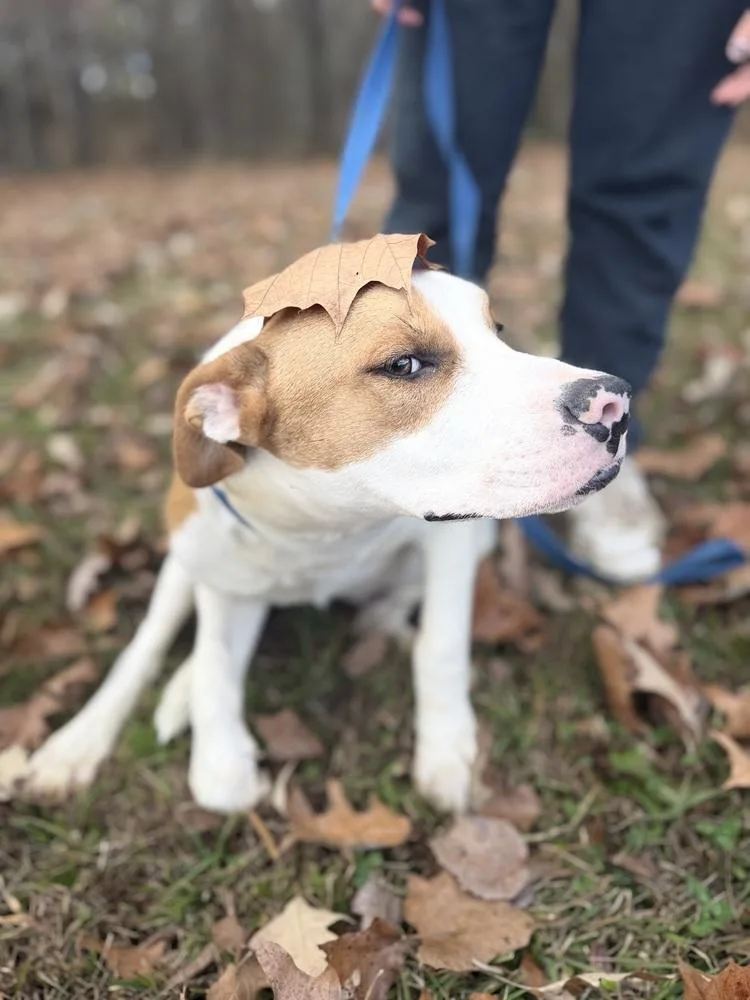 Cobain D thumbnail 2