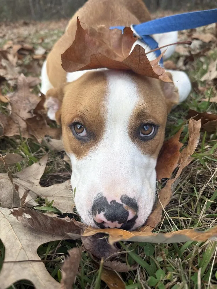 Cobain D thumbnail 3