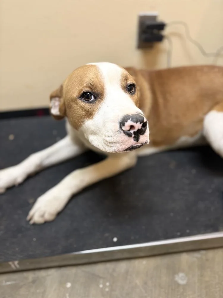 Cobain D thumbnail 6