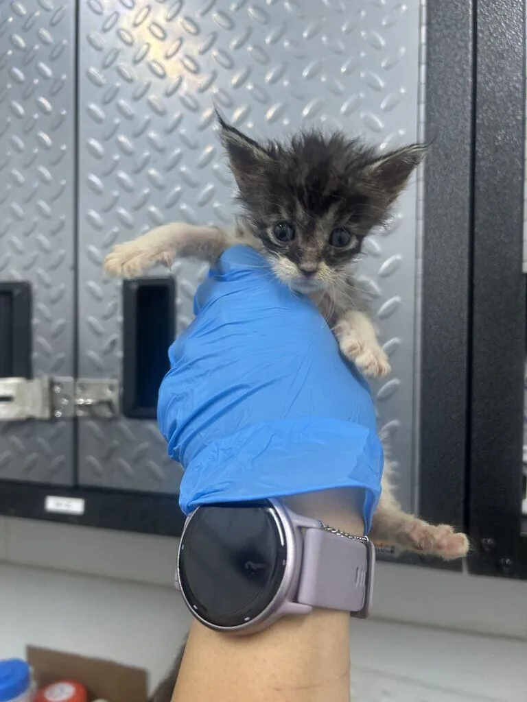 A baby medium-sized female Domestic Short Hair cat named Tide for adoption in Fruit Heights, UT