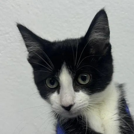 A baby small-sized female Black Domestic Short Hair cat named Asia for adoption in New York, NY