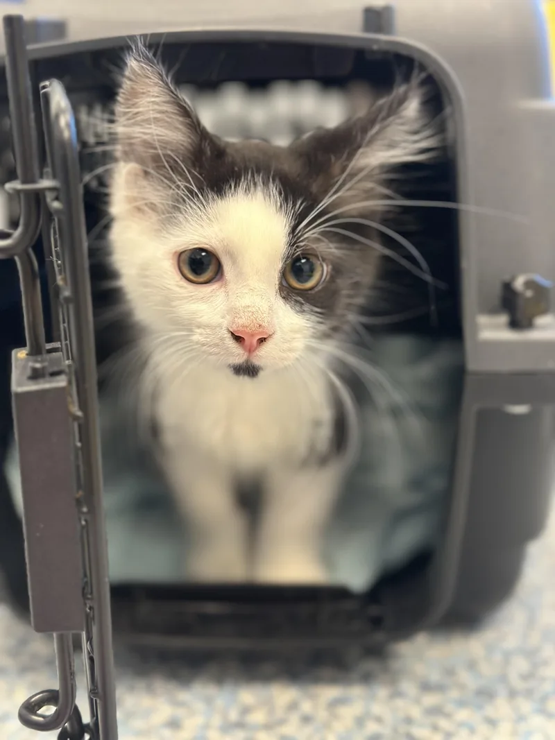 A baby small-sized male Domestic Medium Hair cat named Mark for adoption in Stafford, VA