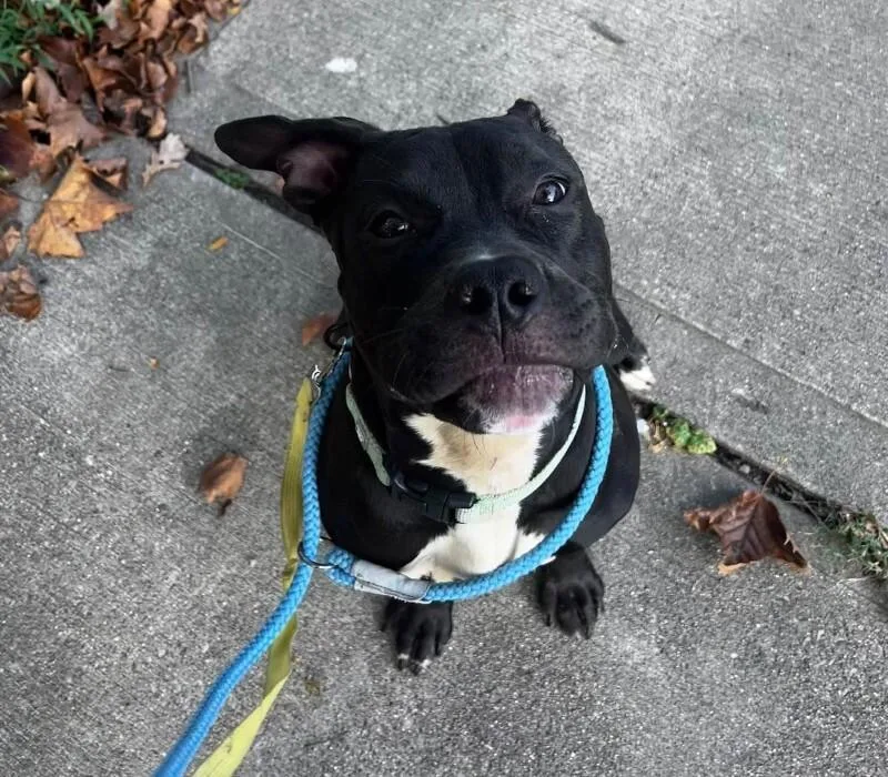 A young large-sized female Black Mixed Breed dog named Boston for adoption in Cincinnati, OH