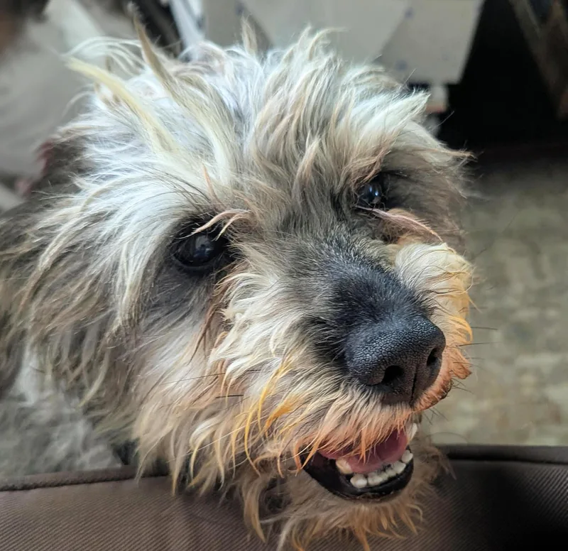 Gentle Lil Mr Graham
