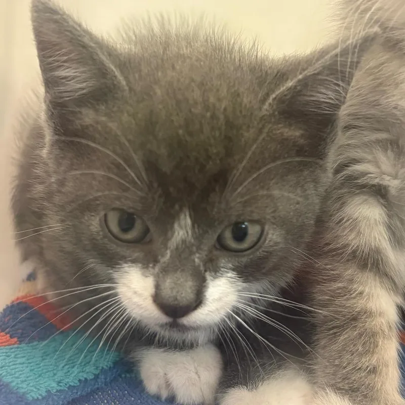 A baby small-sized male Gray / Blue / Silver Domestic Short Hair cat named Kip for adoption in Columbus, GA
