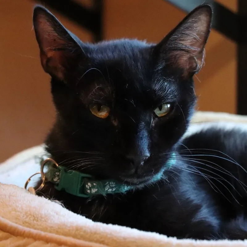 Egg Bites thumbnail 2