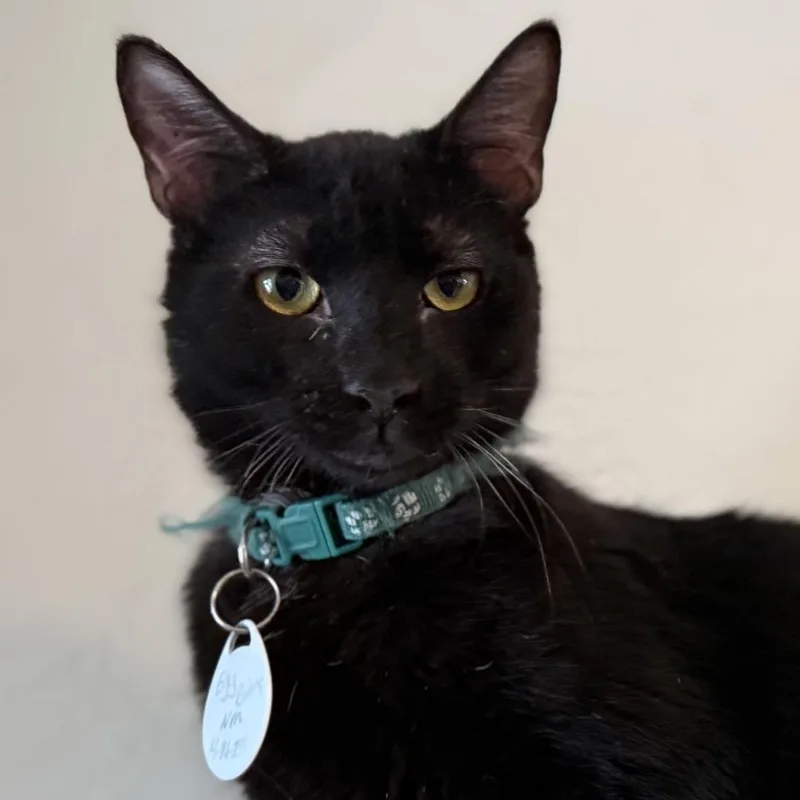 Egg Bites thumbnail 3