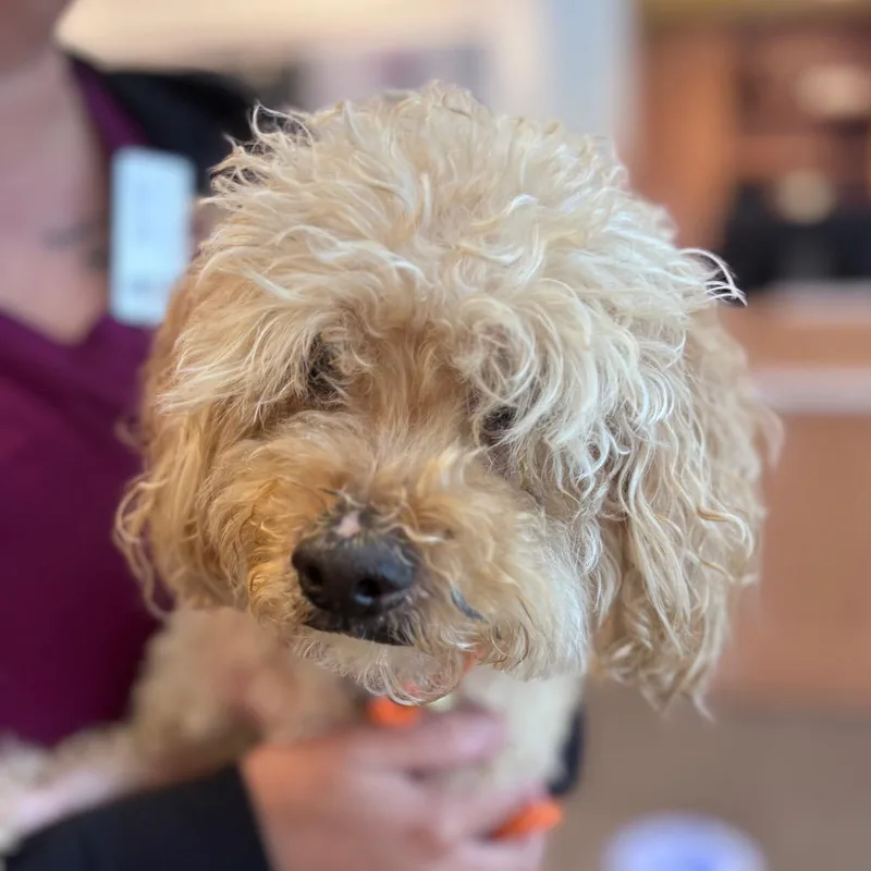 An adult small-sized male Yellow / Tan / Blond / Fawn Poodle dog named YORKStray for adoption in York, PA