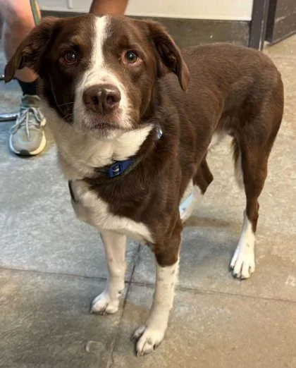 An adult medium-sized male Australian Shepherd dog named Teddy for adoption in Bowling Green, KY