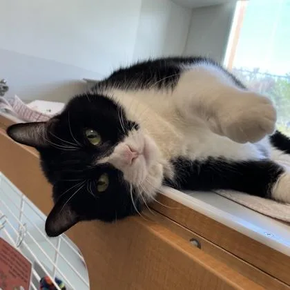 A senior small-sized male Domestic Short Hair cat named Bam Bam for adoption in Wheaton, IL